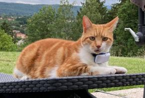Alerte Disparition Chat Mâle , 6 ans Riom France