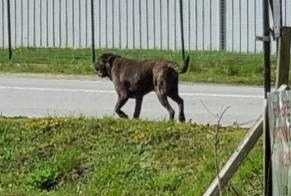 Alerte Découverte Chien  Inconnu Arzal France