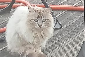 Alerte Découverte Chat Inconnu Plénée-Jugon France