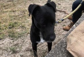 Alerte Découverte Chien croisement Mâle Les Moutiers-en-Retz France