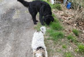 Alerte Découverte Chien Mâle Ramonville-Saint-Agne France