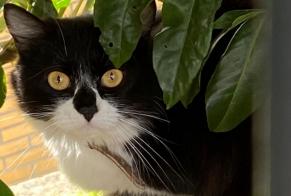 Alerte Découverte Chat Inconnu Argenteuil France