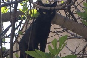Alerte Disparition Chat Mâle , 4 ans Saint-Paul-de-Fenouillet France