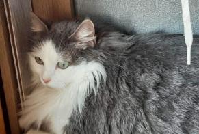 Alerte Disparition Chat Femelle , 2 ans Valras-Plage France