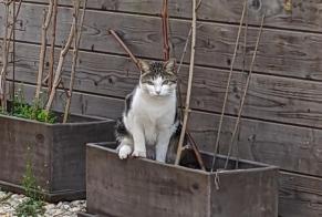 Alerte Découverte Chat Inconnu Antony France
