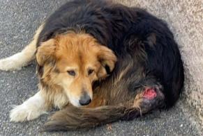 Alerte Découverte Chien Inconnu La Roche-de-Glun France