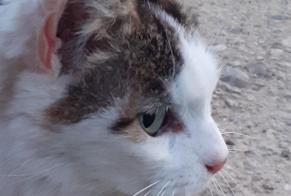 Alerte Découverte Chat Femelle Saint-Jean-de-Minervois France