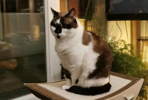 Alerte Disparition Chat croisement Femelle , 8 ans Angers France