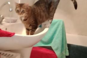 Alerte Disparition Chat croisement Femelle , 2023 ans Ménétréols-sous-Vatan France