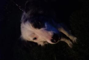 Alerte Découverte Chien  Mâle Arques France