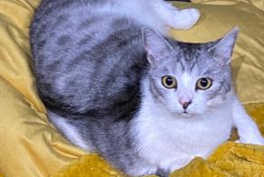 Alerte Disparition Chat croisement Femelle , 2 ans Neuvy-Pailloux France