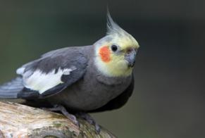 Alerte Découverte Oiseau Inconnu Niort France