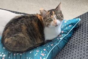 Alerte Disparition Chat croisement Femelle , 3 ans Besançon France