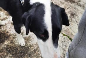 Alerte Découverte Chien croisement Mâle Sanvignes-les-Mines France