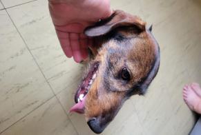 Alerte Découverte Chien Mâle Hiersac France