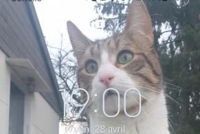 Alerte Disparition Chat Mâle , 9 ans Vincennes France