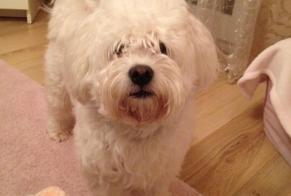 Alerte Disparition Chien  Mâle , 7 ans Champigny-sur-Marne France