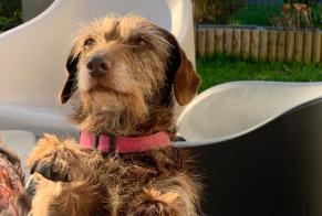 Alerte Disparition Chien croisement Femelle , 11 ans Saint-Père-Marc-en-Poulet France