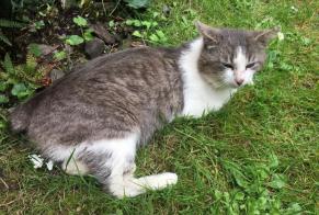 Alerte Découverte Chat croisement Mâle Rezé France