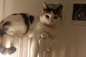 Alerte Disparition Chat Femelle , 3 ans Rennes France