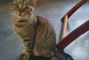 Alerte Découverte Chat Femelle Thaon-les-Vosges France