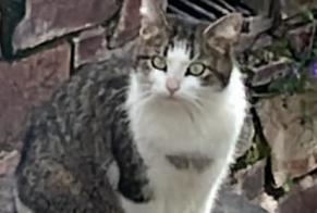 Alerte Découverte Chat Femelle Rennes France