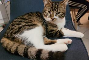 Alerte Disparition Chat croisement Mâle , 1 ans Soulosse-sous-Saint-Élophe France