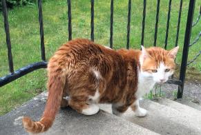 Alerte Disparition Chat Mâle , 6 ans La Baronnie France