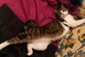 Alerte Disparition Chat Femelle , 11 ans Louhans France