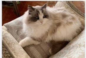 Alerte Disparition Chat  Mâle , 11 ans Sainte-Maxime France