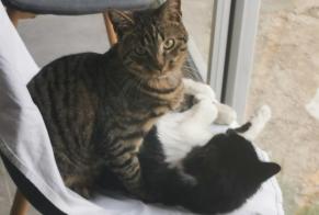 Alerte Disparition Chat Mâle , 2 ans Ombrée d'Anjou France