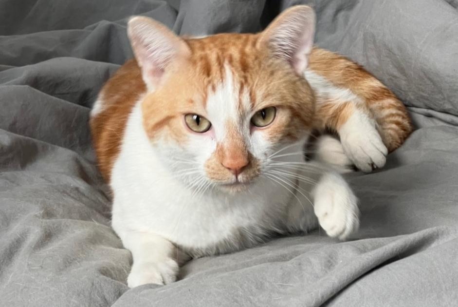 Alerte Disparition Chat Mâle , 3 ans Paris France