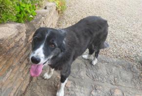 Alerte Découverte Chien Mâle Romanèche-Thorins France