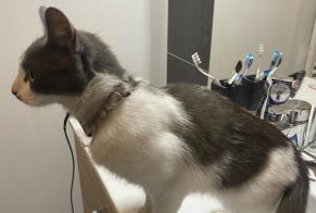 Alerte Découverte Chat Inconnu , Entre 9 et 12 mois Pau France