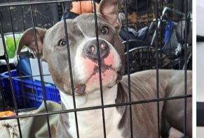 Alerte Découverte Chien  Inconnu Vinon-sur-Verdon France