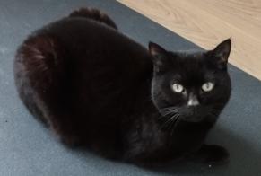 Alerte Disparition Chat Femelle , 11 ans Trois-Puits France