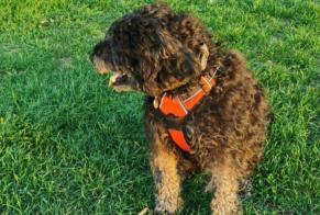 Alerte Disparition Chien  Mâle , 3 ans Saint-Jean-de-Muzols France