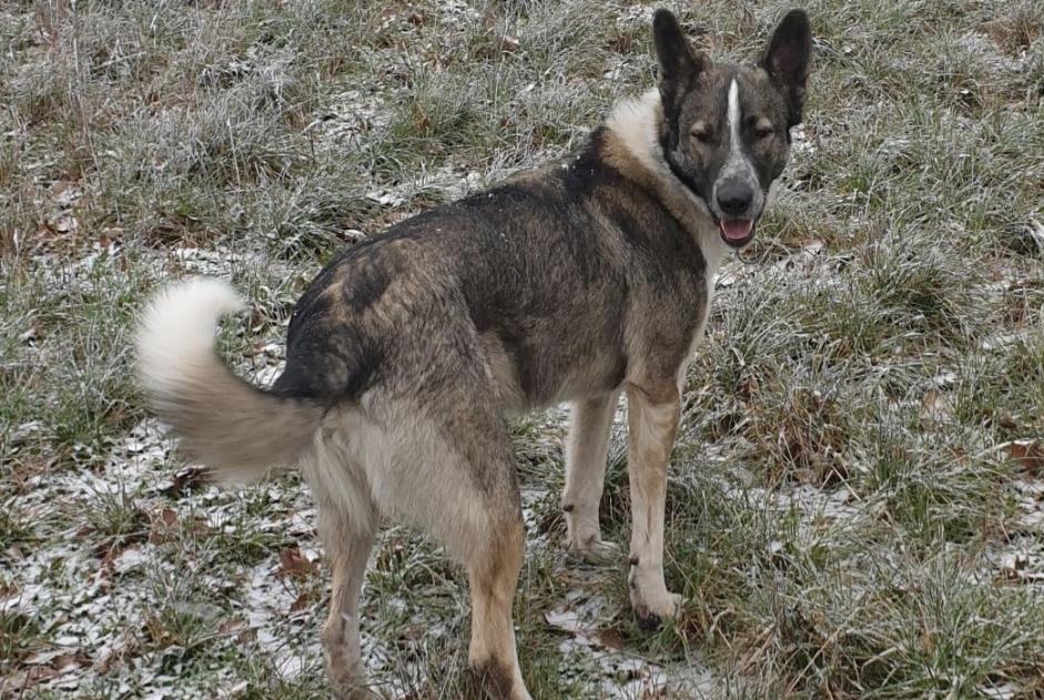 Alerte Disparition Chien croisement Mâle , 6 ans Colombies France