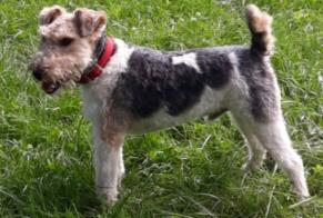 Alerte Disparition Chien  Mâle , 5 ans Millau France