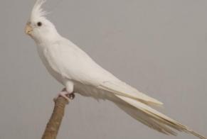 Alerte Découverte Oiseau Inconnu Oye-Plage France