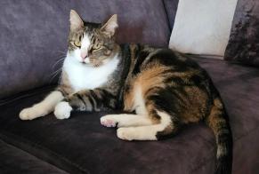 Alerte Disparition Chat  Mâle , 7 ans Compiègne France