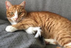 Alerte Disparition Chat Mâle , 2 ans Jonchery-sur-Vesle France