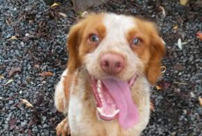 Alerte Découverte Chien  Mâle Saint-Léon France