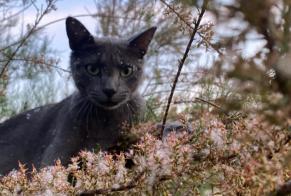Alerte Disparition Chat croisement Femelle , 4 ans Simandres France
