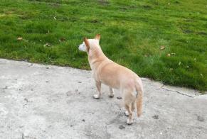 Alerte Disparition Chien Femelle , 14 ans Serques France