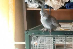 Alerte Disparition Oiseau Femelle , 2023 ans Saint-Affrique France