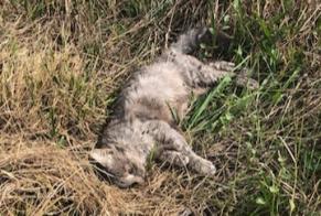 Alerte Découverte Chat  Inconnu Saint-Lumine-de-Clisson France