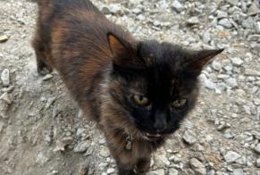 Alerte Découverte Chat Inconnu Sucé-sur-Erdre France