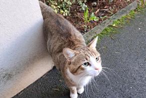 Alerte Découverte Chat  Mâle Lyon France