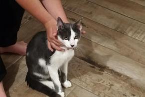Alerte Découverte Chat Mâle Saint-Brieuc France